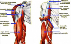 lezioni di fitness i bicipite