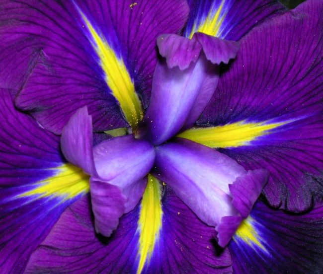 iris-lovely-purple-flower