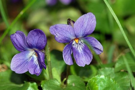 violetta-fiori