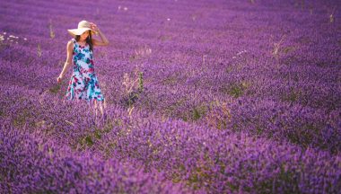 Campi Di Lavanda In Provenza