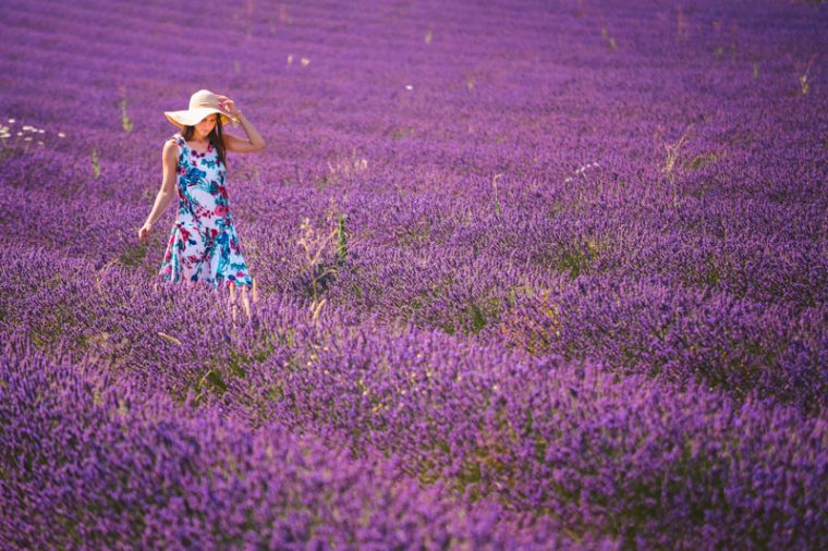 Campi Di Lavanda In Provenza