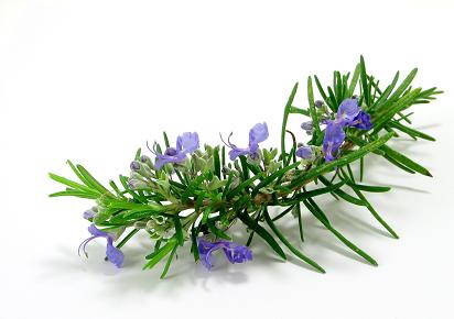 rosemary