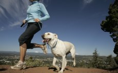 Sport da fare con il cane evi