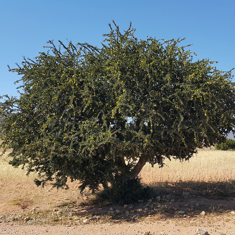 Olio di argan