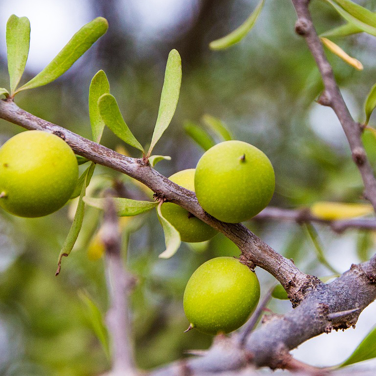 Olio di argan: i frutti