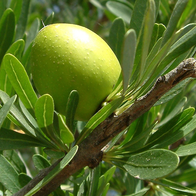 Olio di argan: il frutto